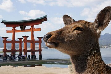 Hiroshima, Miyajima 1 Day Bus with Indian Lunch from Osaka, Kyoto