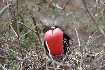 7-Days Galapagos Island Hopping Tour in Ecuador