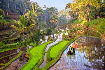 Full Day Private Tour Best of Ubud