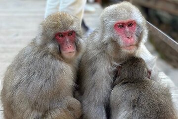 Snow Monkey nagano or Mt Tsukuba Day Tour by Car English driver