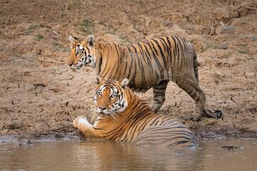 Panna Tiger Reserve National Park Jeep Safari from Khajuraho