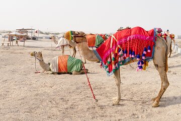 Private Tour Doha Half Day Desert Safari