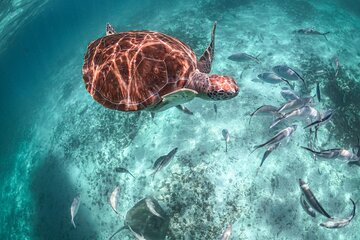 Half Day Shared Tour in Cenote Cave and Swimming with Turtles 