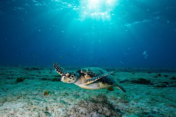 Turtle and Shipwreck Snorkel Private Tour in Barbados