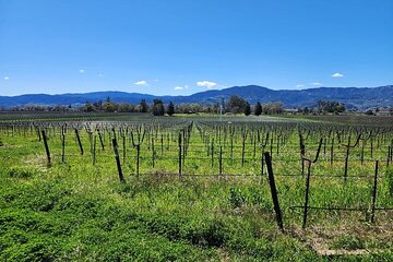 Private Champagne and Wine Tour to Sonoma and Napa