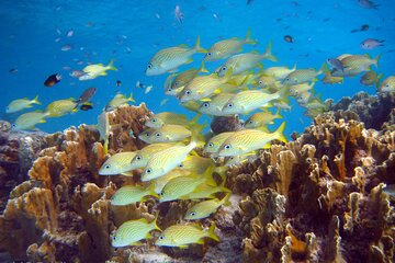 South Island tour and Snorkel combo