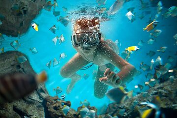 Full Day Catalina Island Snorkeling Adventure & Altos de Chavon