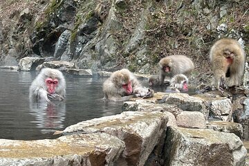 Shuttle Van Tour, Snow Monkey Park, to-and-from Tokyo