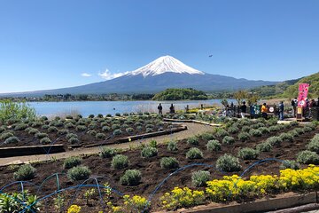 One Way Shuttle Van Transfer, Tokyo⇔Yamanashi(Mt.Fuji)