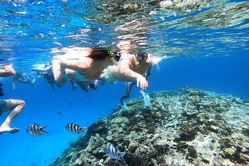 Discover the Magic in Snorkeling Expedition to Dolphin House 