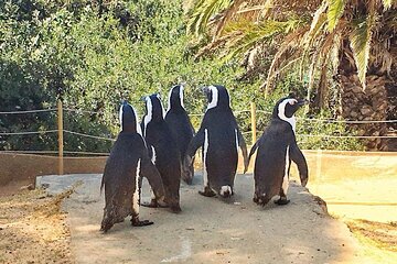 Table Mountain, Cape of Good Hope, Cape Point, Penguins Tour 