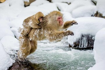  Snow Monkey Park & Zenkoji Temple Nagano Pvt. Full Day Tour.