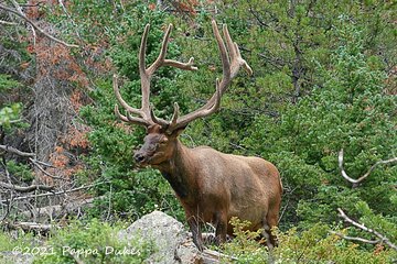 Elk Watching Photo Tour in the Rocky Mountain National Park