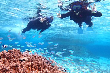 [Okinawa Miyako] Natural Aquarium! Tropical Snorkeling with colorful fish!