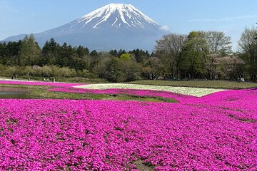 Shuttle Van Tour Mt.Fuji from Tokyo and Yokohama