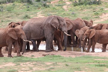 Addo Elephant National Park Half-Day Safari