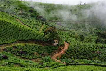 Green Magic Day Tour to Munnar