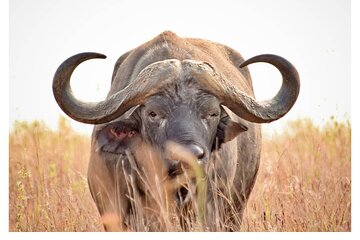 Half Day Nairobi National Park Safari