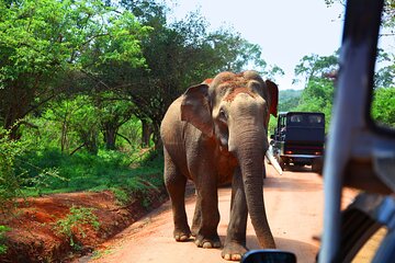 Private Tour Yala Safari Bentota/Kalutara/Ahungalla/Hikkaduwa