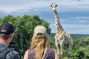 Addo Elephant Park & Giraffe Walk Full-Day Safari