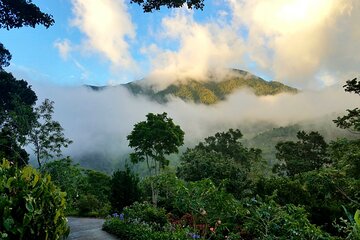 Blue Mountain Private Tour in Jamaica