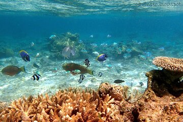  Marsa Mubarak Snorkeling with Dugong and Turtles in Marsa Alam
