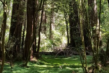 Alcatraz with Muir Woods and Sausalito Tour