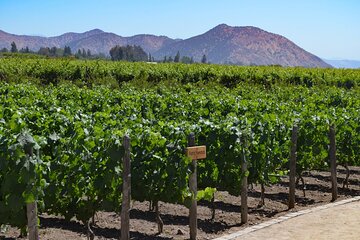 Full Day Private Maipo Valley Wine Tour from Santiago