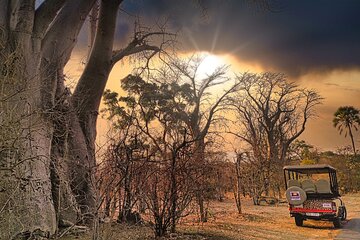 Safari Drive in Zambezi National Park