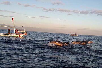 Lovina Sunrise Dolphin with option snorkeling and waterfall