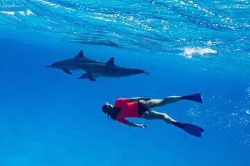 Cruise and Snorkeling with Dolphins Including Lunch from Hurghada