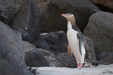 Clearwater Wildlife - Small Guided Tours (10 max) Otago Peninsula