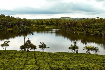 Tea Route - Exclusive Full Day Tour with 3-course lunch included