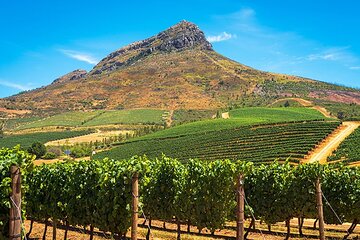 Cape Winelands in Stellenbosch and Franschhoek Wine Tasting
