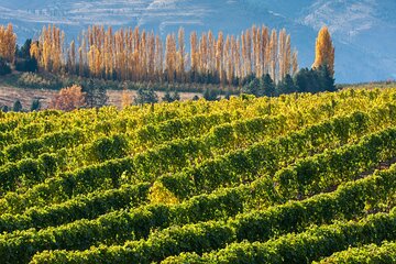 Full-Day Private Aconcagua Valley Wine Tour from Santiago