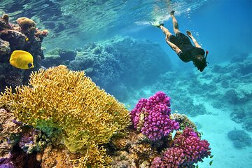 Full day Snorkeling and Diving Boat Trip in Tiran Island