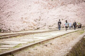 Kyoto Cherry Blossom 1 Day Walking Tour