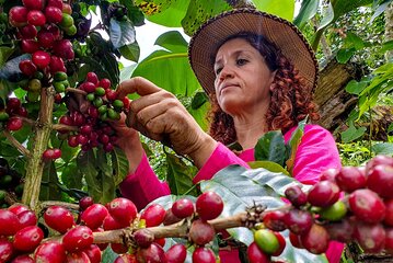 Coffee Plantation Private Tour in Medellín