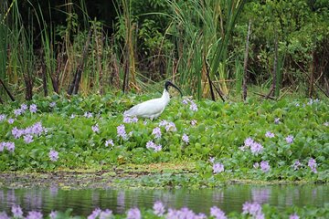 Kalametiya Bird Sanctuary Tour from Yala 