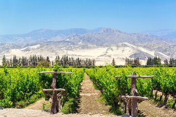 Half-Day Private Pisco Route Wine Tour from Ica 