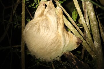 Night Adventures in Monteverde