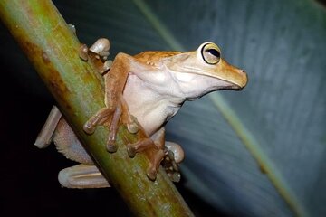 Manuel Antonio Night Jungle Tour