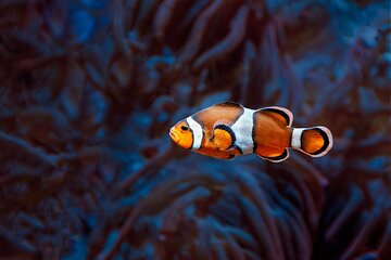 Hurghada Nemo Island Full Day Tour with Lunch and Water Sports 