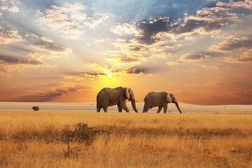  2 Days Amboseli National Park Safari Escape with Kentau
