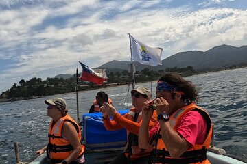 Penguins Watching Navigation Cachagua Island& Lunch From SANTIAGO