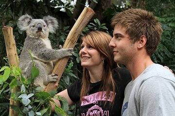 PRIVATE Blue Mountains Scenic World Kangaroo Koala Encounter Tour