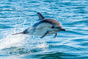 15 Min Swim with the Dolphins with Transfers - Sharm El Sheikh