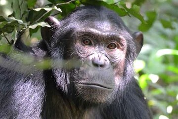 5- Day Uganda Gorillas Chimpanzees And Game Drive 