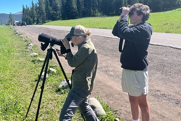 Yellowstone Wildlife Safari in Lamar Valley from Bozeman