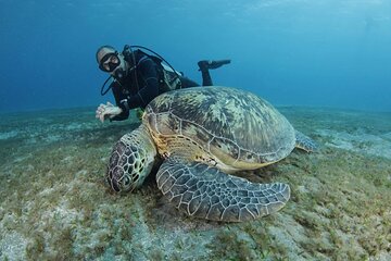 Snorkeling Trip in Abu Dabbab from Hurghada